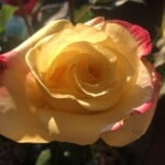 yellow rose