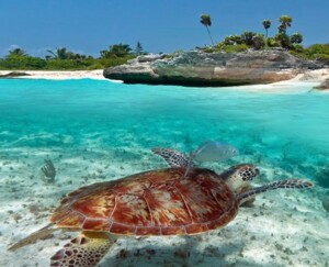 Turtles in Akumal Bay