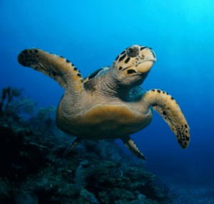 Turtle at Akumal Bay Mexico