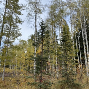 Cathedral of the Aspens in Ponderosa Park