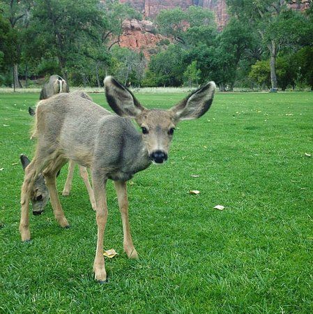 Deer at Zion National Park outside Zion Lodge