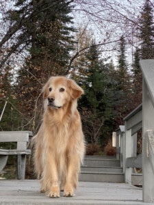 Samson at dock in McCall Nov 2020